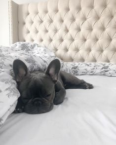 a black dog laying on top of a white bed