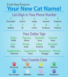 a cell phone with the text, your new cat name and other symbols on it