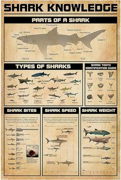 an old poster with shark information on it's sides and the words shark knowledge