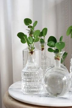 three glass vases with plants in them on a table