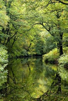 a river surrounded by lush green trees next to a forest filled with lots of leaves