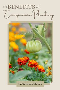 the benefits of companion planting for your garden