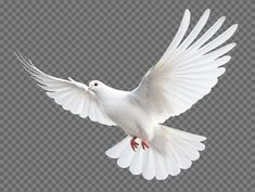 a white dove flying in the air with its wings spread