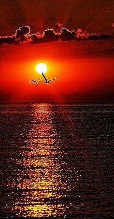 the sun is setting over the ocean with a bird flying in the sky above it