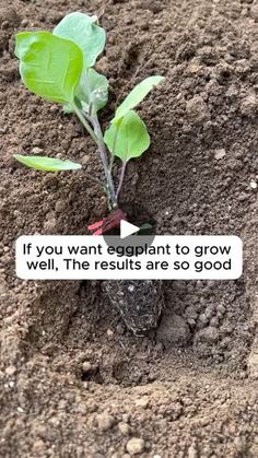 a small plant sprouts from the ground with an arrow pointing up at it