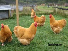 three chickens are walking around in the grass