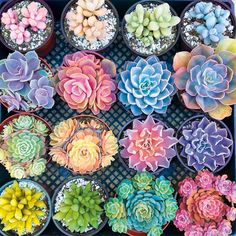 there are many different types of succulents in the tray