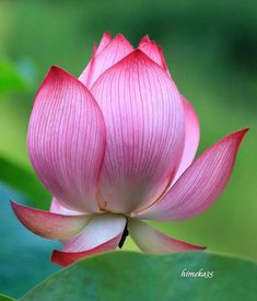 a pink lotus flower with green leaves in the background