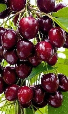 some cherries are hanging from a tree