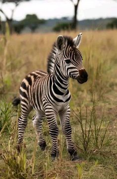 a baby zebra standing on top of a grass covered field with trees in the background