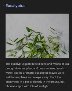 the eucalyptus plant needs bees and wraps it as a droopy to plant and does not need much water