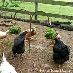 several chickens are standing around in the yard