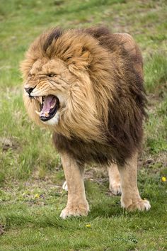 a large brown lion standing on top of a lush green grass covered field with it's mouth open