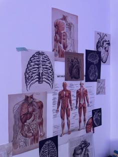 the wall is covered with medical drawings and pictures