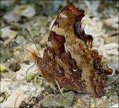 a large brown and white moth sitting on top of a rocky ground covered in dirt