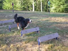 a dog is jumping over some small blue benches in the grass and trees behind him