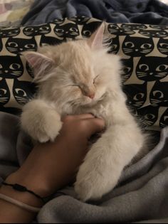 a white cat sleeping on top of a person's arm