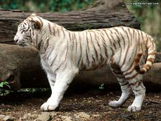 a white tiger standing on top of a forest floor next to a fallen tree trunk