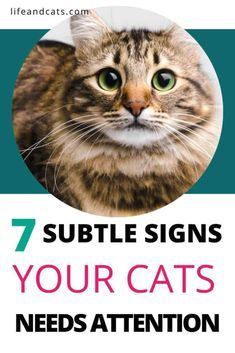 Parkinson Diet, Cat Behavior Chart, Cat Medicine, Cat Needs