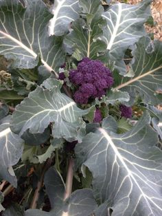 a close up of a plant with leaves and purple flowers in the ground near dirt