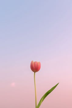 two pink tulips in front of a blue sky