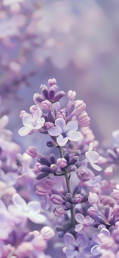 purple flowers are blooming in the field