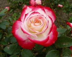 a pink and white rose is blooming in the garden with other flowers behind it