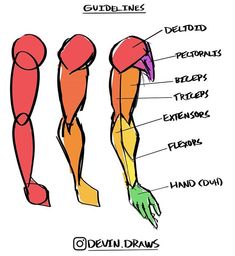 the muscles are labeled in this diagram