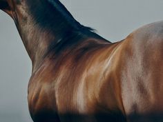 a brown horse standing in front of a gray background