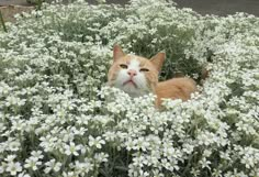 an orange and white cat sitting in the middle of flowers