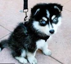 a husky puppy with blue eyes is tied to a leash and sitting on the ground