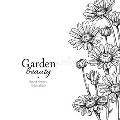 black and white drawing of daisies on a white background with text garden beauty hand drawn illustration