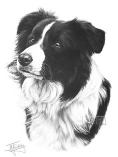 a black and white drawing of a border collie dog looking at the camera with his head tilted to the side