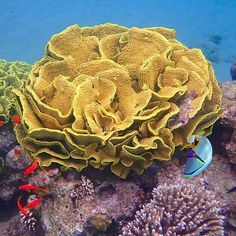 an underwater view of some corals and fish