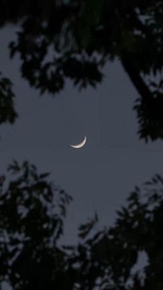 the moon is seen through some trees at night