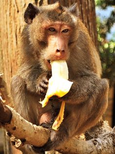 a monkey sitting in a tree eating a banana