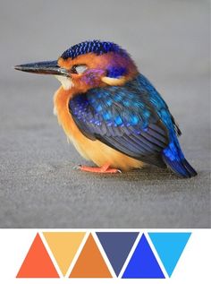 a colorful bird is sitting on the ground