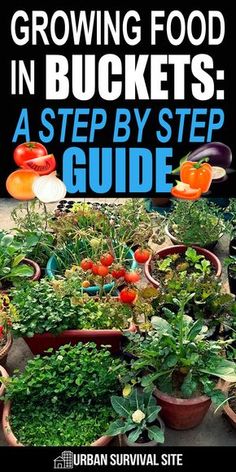 growing food in buckets a step by step guide