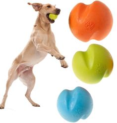 a dog is playing with three different colored balls