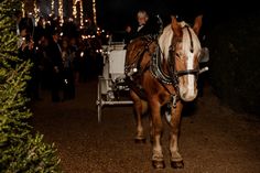 a horse is pulling a carriage down the street at night with people in it and christmas lights on the trees