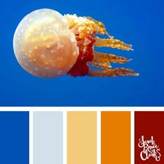 the jellyfish is floating in the water and it's colors are red, yellow, blue, and orange