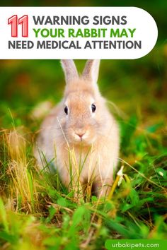 a rabbit sitting in the grass with text saying 11 warning signs your rabbit may need medical attention