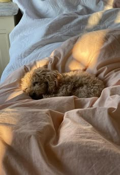 a dog is sleeping on a bed with the sun shining through the window behind it