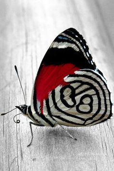 a red and black striped butterfly sitting on top of a wooden floor next to a white wall