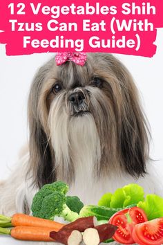 In this video, we will go through 12 Vegetables that are not only safe but also healthy for our Shih Tzus. Pet Meds, Eat Vegetables, Shih Tzus, Comfortable Bras, Dog Coats, Pet Health, Shih Tzu, Dog Treats