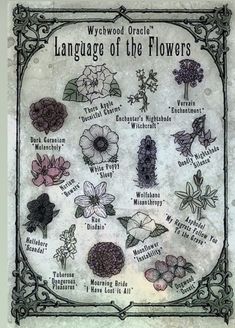 an old fashioned poster with flowers in it's ornate frame and the words language of the flowers