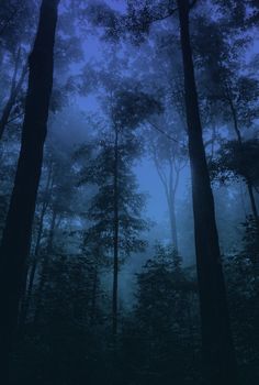 the dark forest is full of tall trees and foggy skies are visible in the distance