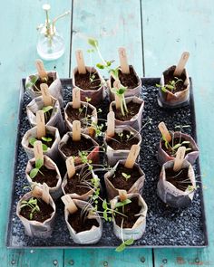 seedlings are planted in plastic cups with clothes pins stuck to them on a tray