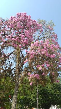 pink flowers are blooming on the tree in front of some buildings and trees with green leaves