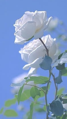 two white roses with green leaves against a blue sky